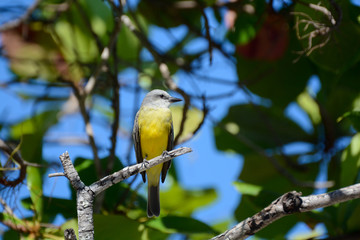 Uccello giallo su un ramo
