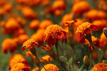 Orange Flowers