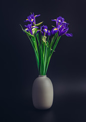 A bouquet of fresh irises is isolated on a black background. Drops of water are on the petals. Beautiful spring background.