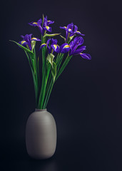 A bouquet of fresh irises is isolated on a black background. Drops of water are on the petals. Beautiful spring background.
