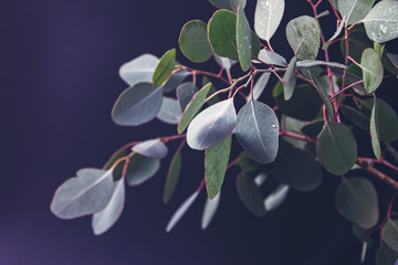 A branch of eucalyptus with fresh round leaves is in a vase and is isolated on a black background. Drops of water are on the leaves. Spring background. © happy_e