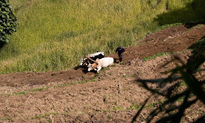 Ploughing in Asia