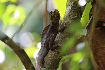  Brown basilisk lizard at Tortuguero park, Costa Rica