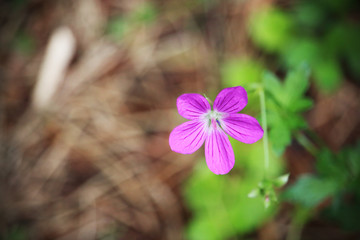 Small purple forest flower on blurred background