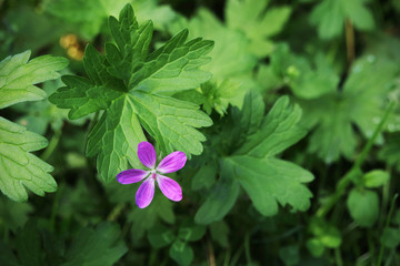 Small purple forest flower on blurred green background