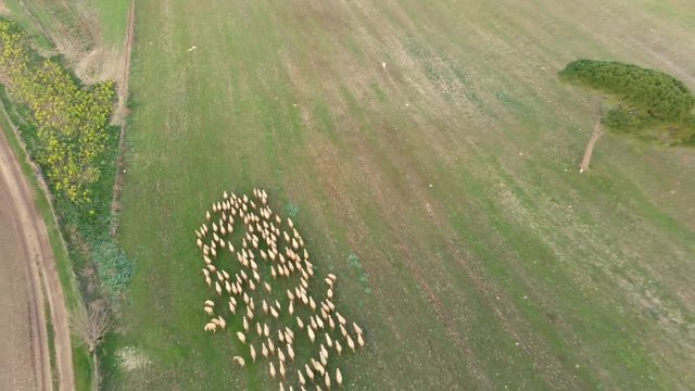 pecore al pascolo
