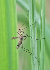 Schnake, Tipula, sitzt auf einem Schilfhalm, viel Tiefenschärfe