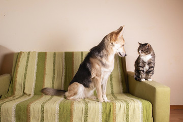 Playful dog and cat on sofa at home