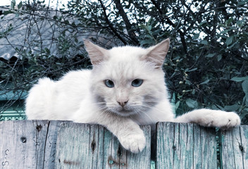 White cat with blue eyes on the fence
