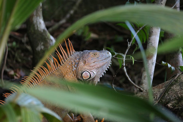 Male of green iguana at Tortuguero National Park, Costa Rica