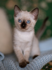 a small kitten sits on a blanket