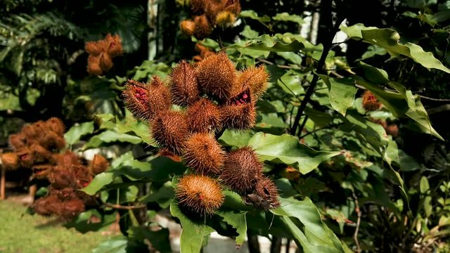 Achiote, urucu or anatto (Bixa orellana), bio diversity of peru and south america