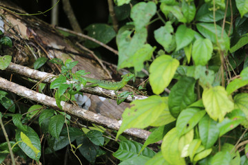  Female of the green basilisk lizard at Tortuguero park, Costa Rica