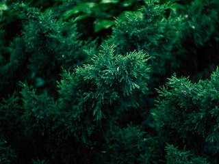 green plants in the park on a sunny summer morning
