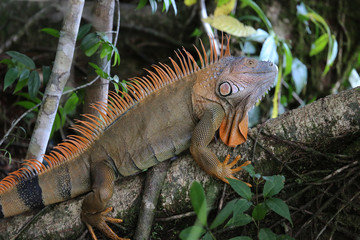 Male of green iguana at Tortuguero National Park, Costa Rica