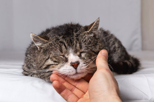 Unrecognizable man caressing old cat at home