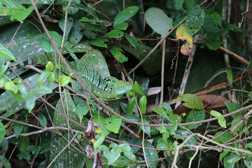  Male of the green basilisk lizard at Tortuguero park, Costa Rica