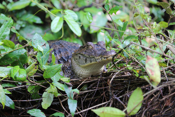 Caiman at Tortuguero National Park, Costa Rica