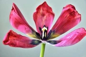 Faded tulip with selective focus on neutral background. Withered tulips flower close up. After holiday 