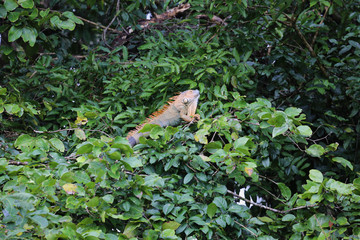 Male of green iguana at Tortuguero National Park, Costa Rica