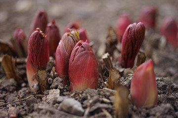 Young red sprouts of peony flowers grow in the ground. Closeup flower buds in soil.