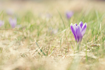 Crocus flower in grass