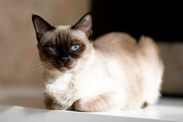 blue- eyed Siamese cat lying on the table