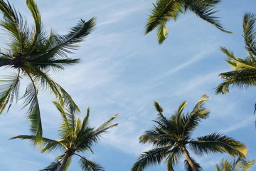 Fototapeta na wymiar El cielo con un marco de palmeras en las vacaciones.