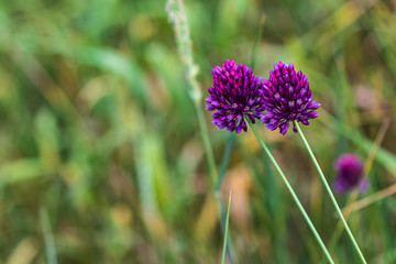 Two beautiful dark purple flowers grow on a green meadow. In summer. Blurred background. Close-up. Front view.