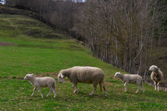 Quatre brebies et agneaux &agrave; la queue leu leu &agrave; Chan&eacute;ac (07310), d&eacute;partement de l'Ard&egrave;che en Auvergne-Rh&ocirc;ne-Alpes, France