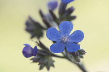 Anchusa azurea garden anchusa or Italian bugloss beautiful shrub with lots of flowers of intense electric blue color on defocused green background