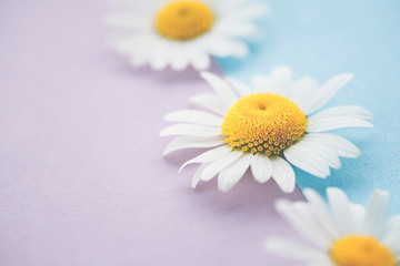 Margeriten - Blüten auf buntem Karton, Vorlage für Design, Hintergrund, Textfreiraum.