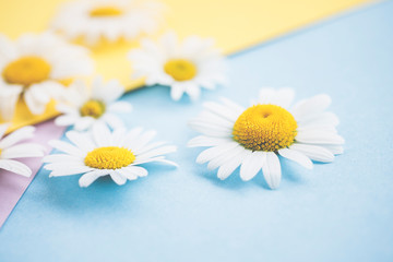 Obraz premium Margeriten - Blüten auf buntem Karton, Vorlage für Design, Hintergrund, Textfreiraum.