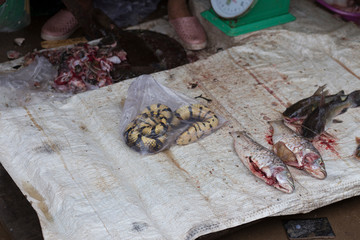 Snake and fish at a market stall in Kratie town in Cambodia.