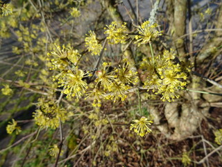 Kornelkirsche Blüte