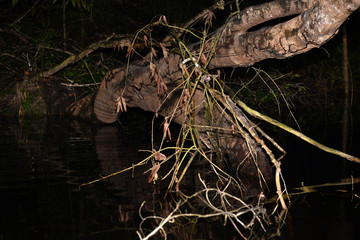 trees at night in water during a night hunt for crocodiles in one of the tributaries in the Amazon in Brazil