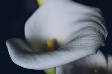 calla lilies on a black background silhouettes of flowers