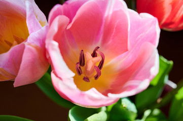 Red tulip flowers close up