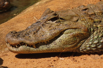 crocodile with open mouth