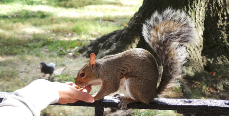 animale selvatico scoiattolo su una mano