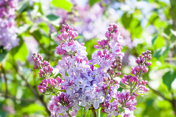Fototapeta na wymiar Blossoming Syringa vulgaris lilacs bush. Beautiful springtime floral background with bunches of violet purple flowers. lilac blooming plant, soft focus photo