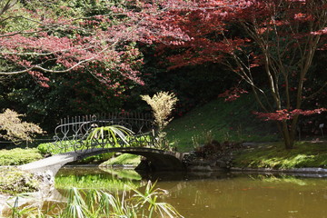 bridge in the park