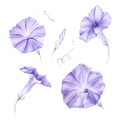Watercolor Morning Glory Flower clipart. Blue Lilac morning glory flower. Blue Wedding floral. Wedding decor, invitations, cards