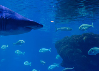 A hungry shark looking at the fish under the sea