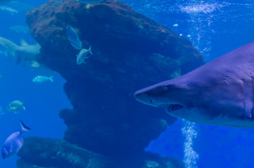 Grey shark next to the camera looking for food