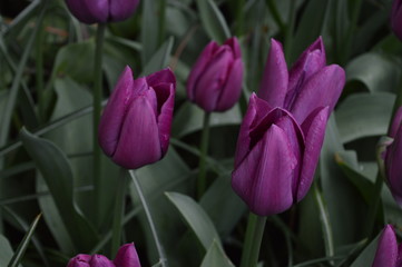 pink tulips in the garden
