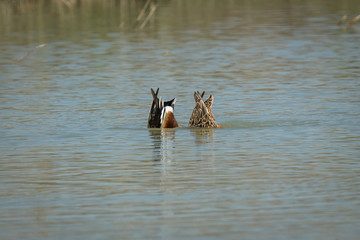 El cuchara común (Spatula clypeata),2​ también denominado pato cuchara, pato cucharo, pato cuchareta o pato cucharón norteño,3​ es una especie de ave anseriforme de la familia Anatidae 