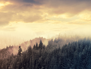 Green mountain forest in the fog. Evergreen spruce and pine trees on the slopes.