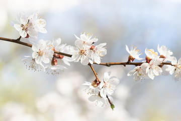 Obraz premium Beautiful branch of a fruit tree with blossom flowers white petals. Macro view blooming Sakura tree branch, shallow depth of field selective focus