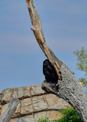 Sad chimpanzee on top of an old log